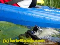 /home//u458753944/public_html/sourcegallery///////////////////Frogs/More bullfrogs/P8180193.JPG